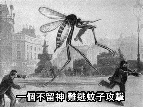 蚊子梗圖